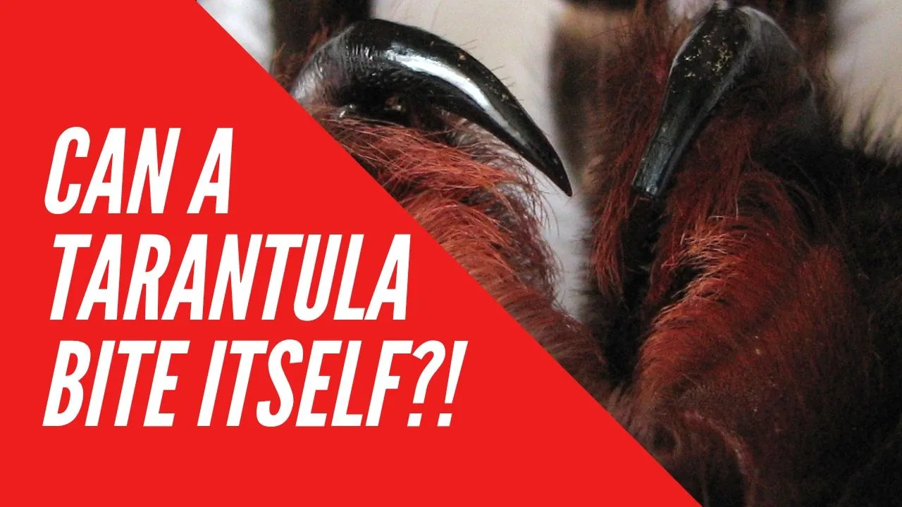 23106 dog tarantula bite 1