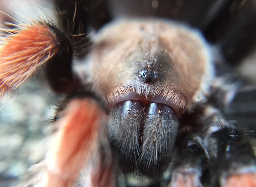 23106 dog tarantula bite 2