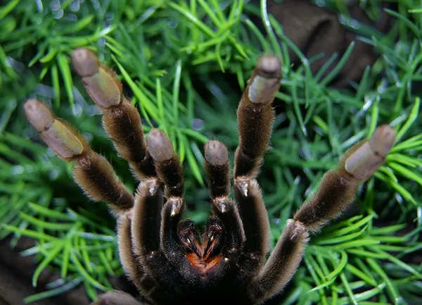 23106 dog tarantula bite 4