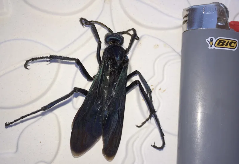 23107 tarantula hawk coloration