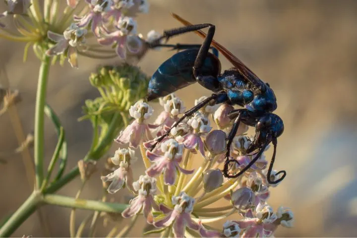 23107 tarantula hawk diet