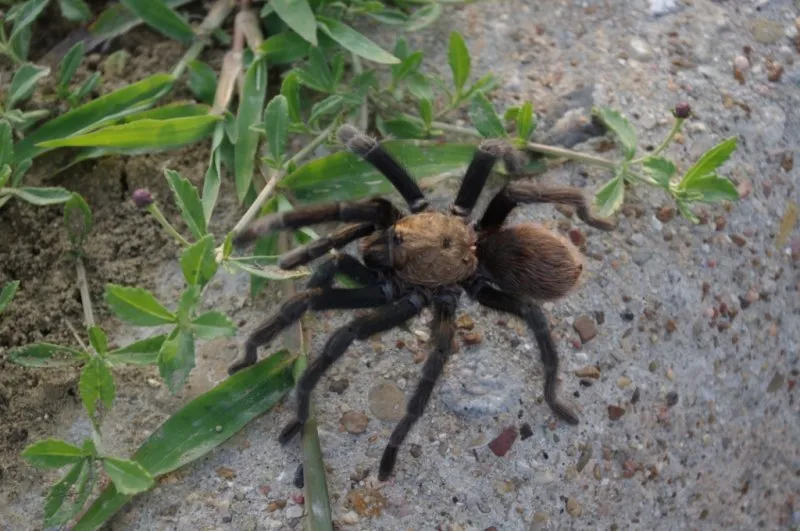23109 houston tarantula behavior