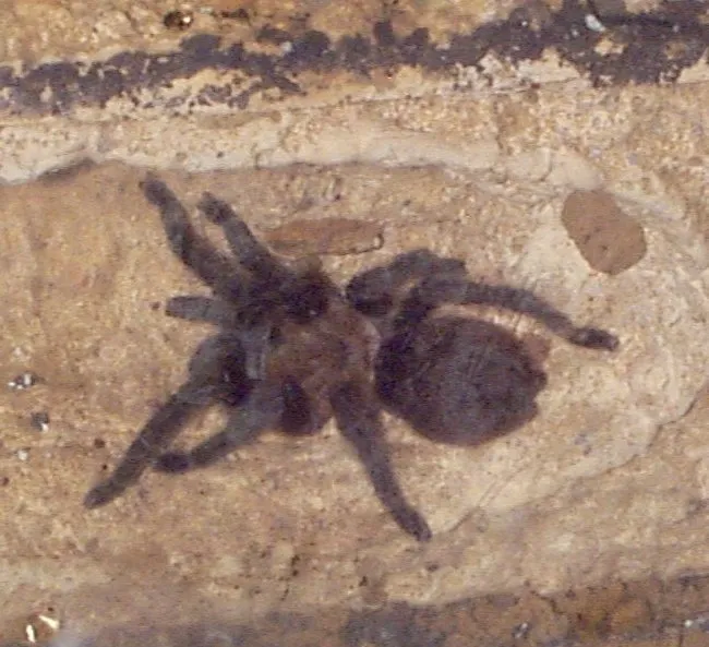 23109 houston tarantula diet