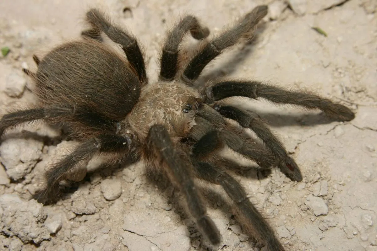 /img/23109-houston-tarantula-interaction.webp