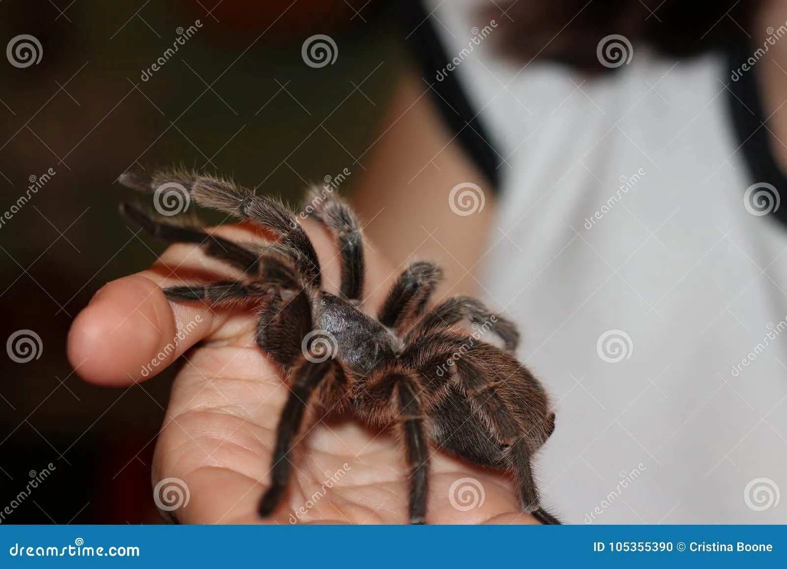 /img/23111-chilean-rose-tarantula-dehydration.webp