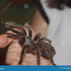 /img/23111-chilean-rose-tarantula-dehydration.webp