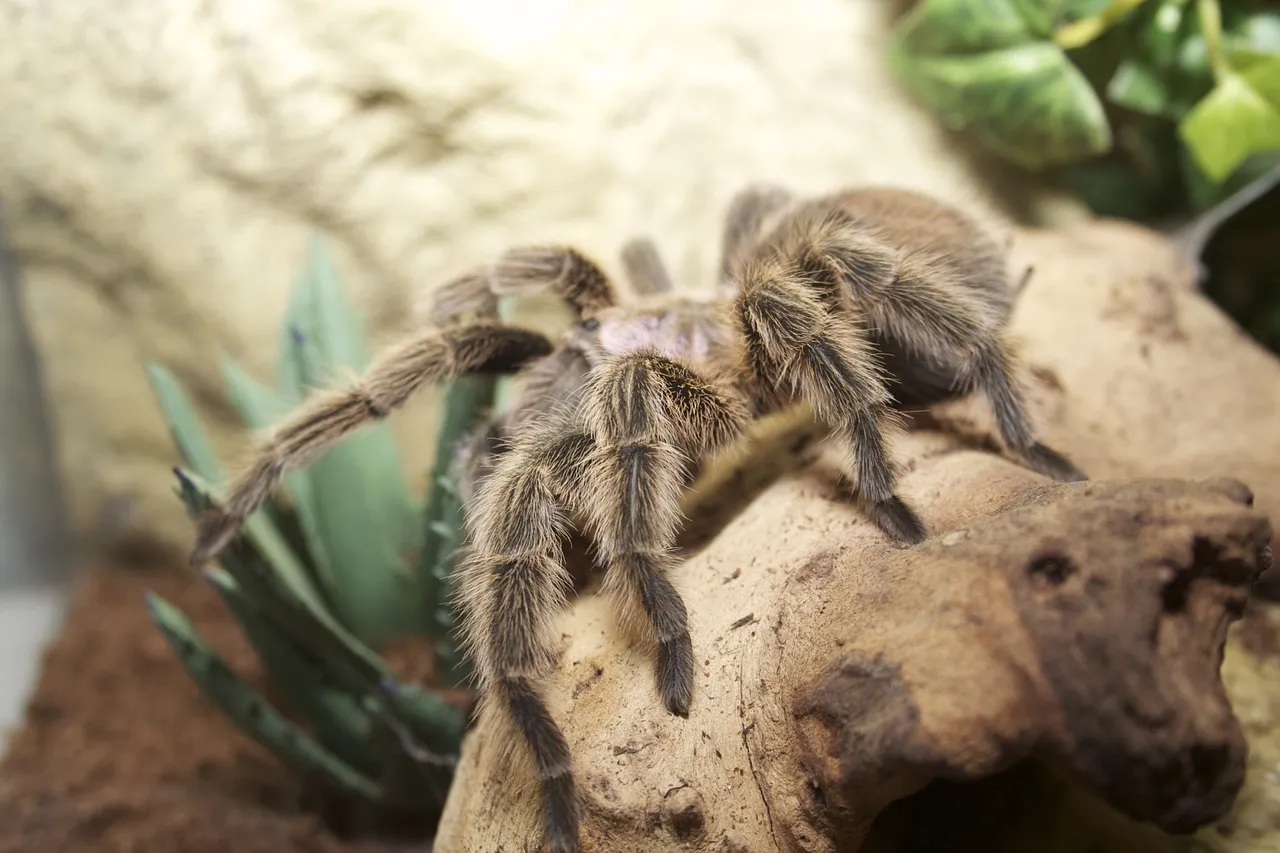 23111 chilean rose tarantula enclosure