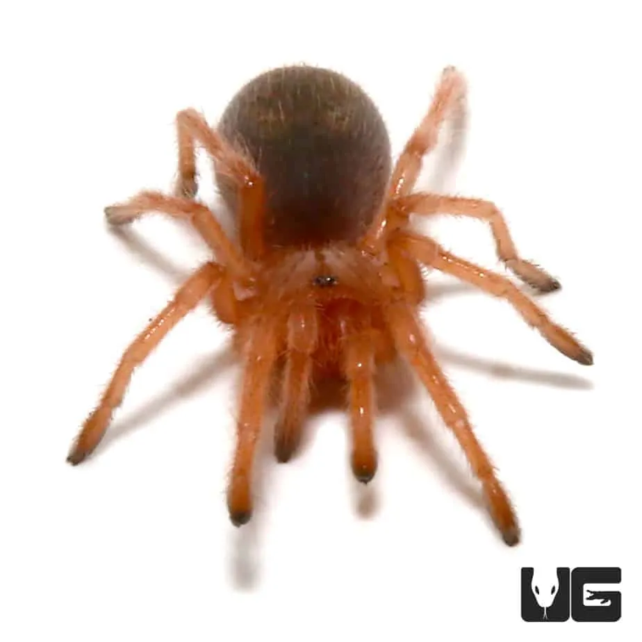 23111 chilean rose tarantula not eating image2