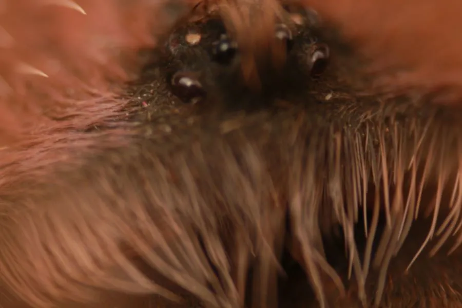 /img/23115-tarantula-focus-and-clarity.webp