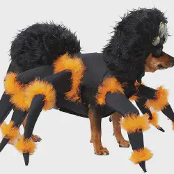 /img/23117-dog-wearing-tarantula-costume-fun.webp