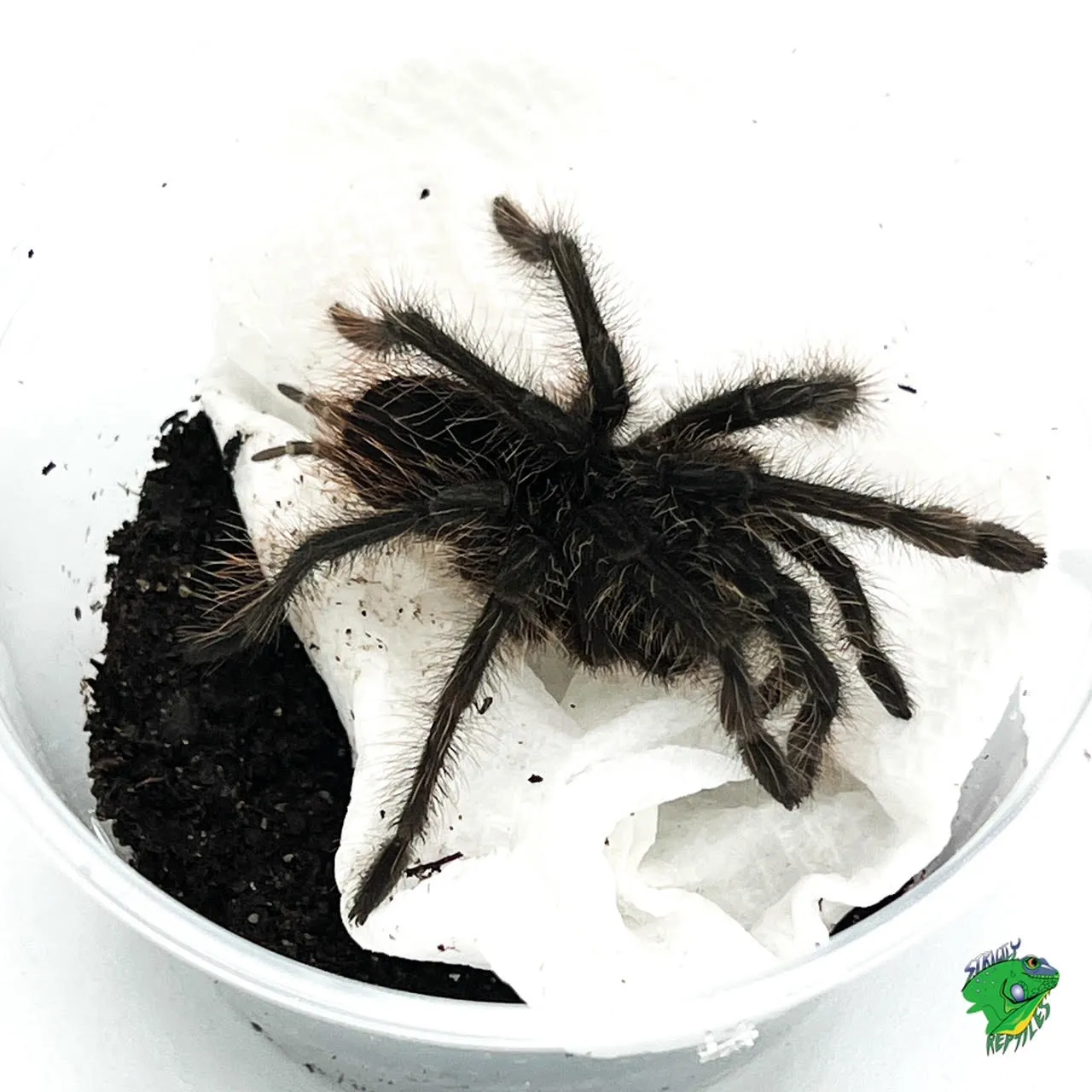 23121 cricket feeding zebra tarantula