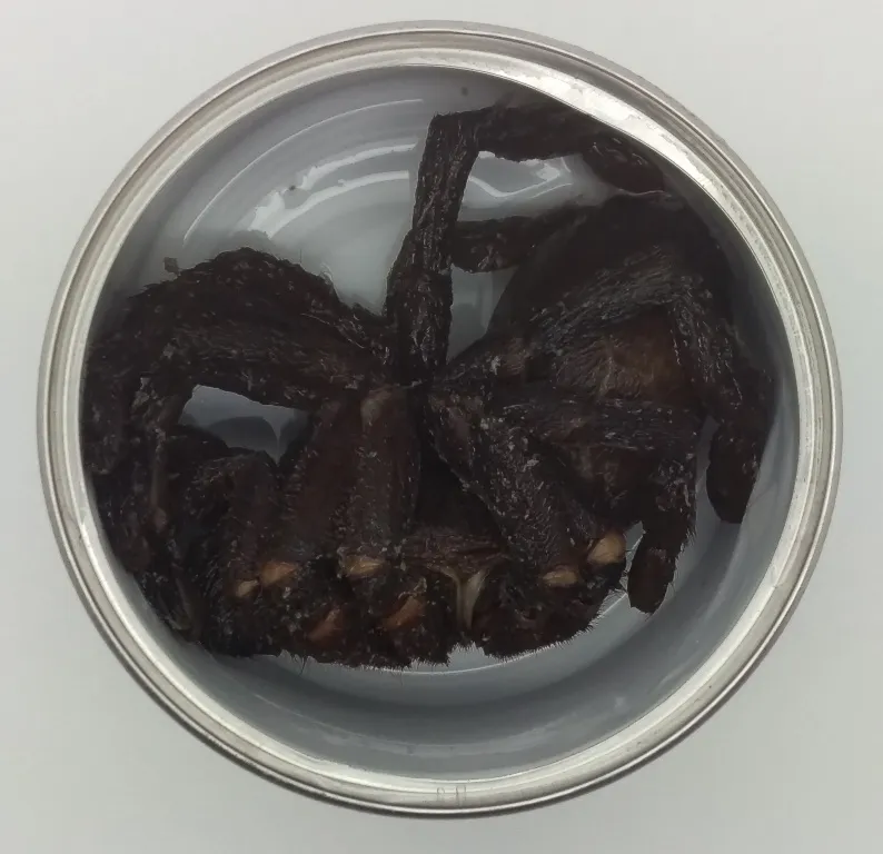 23121 roaches for tarantulas