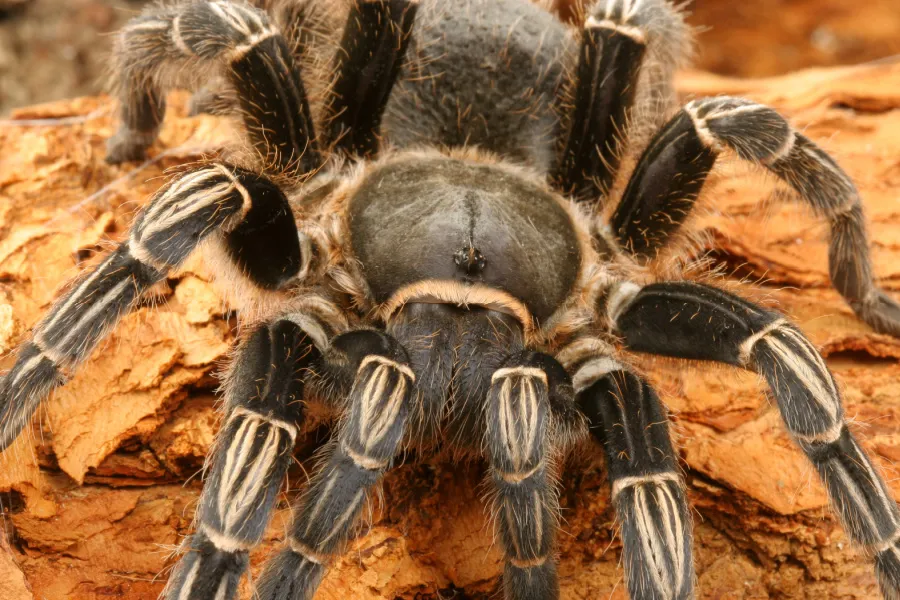 23121 spiderling zebra tarantula