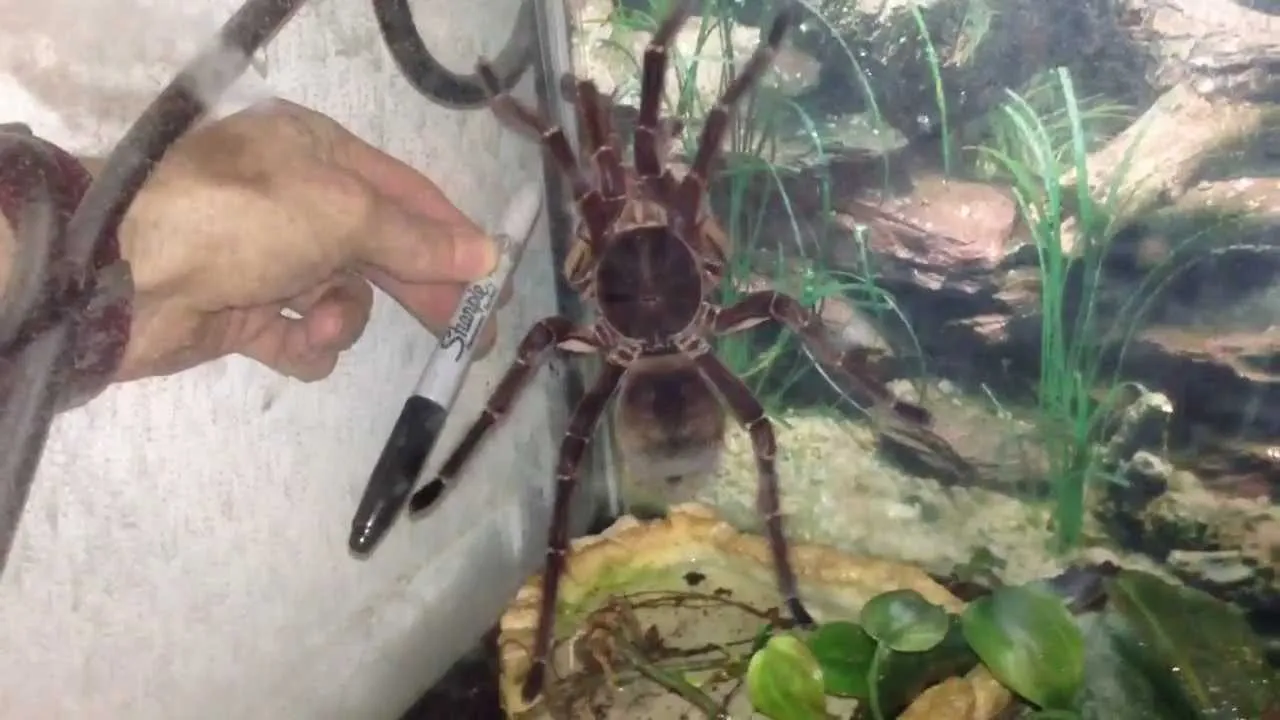 /img/23122-goliath-birdeater-feeding.webp