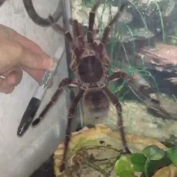 /img/23122-goliath-birdeater-feeding.webp