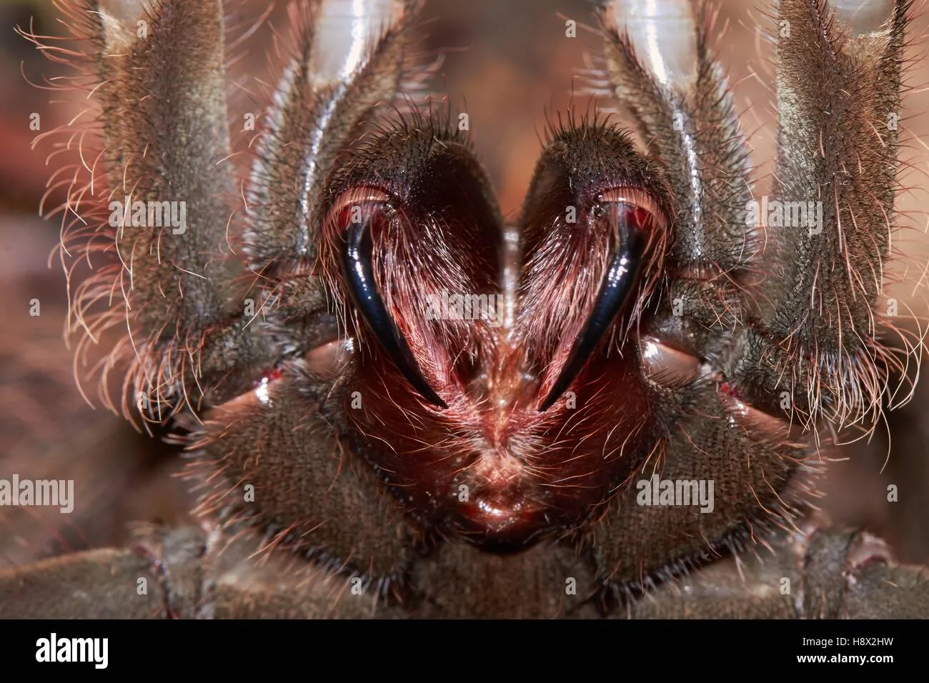 23122 goliath birdeater molting