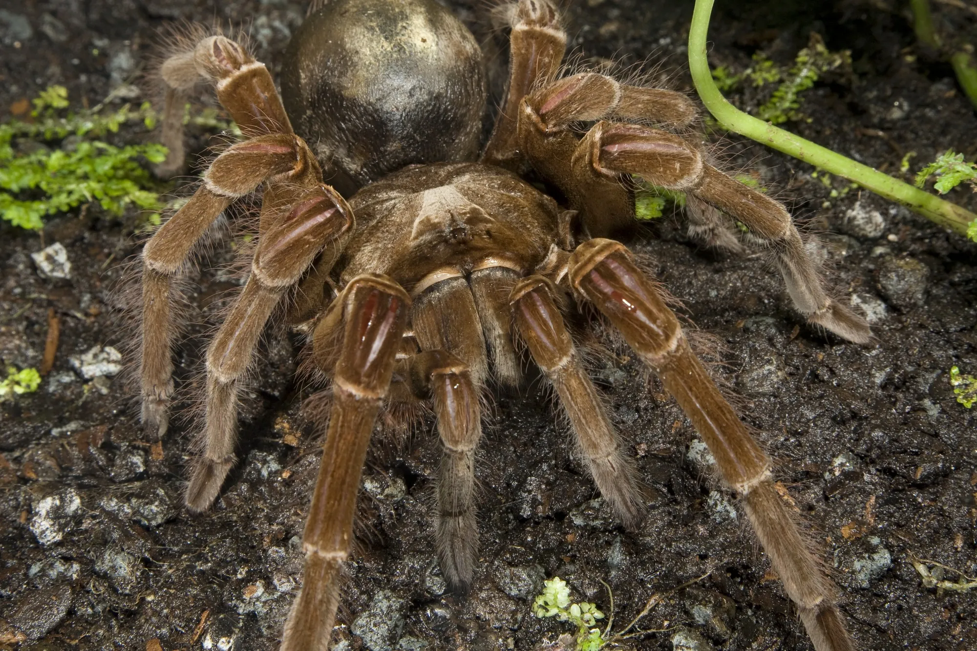 23122 goliath birdeater prey