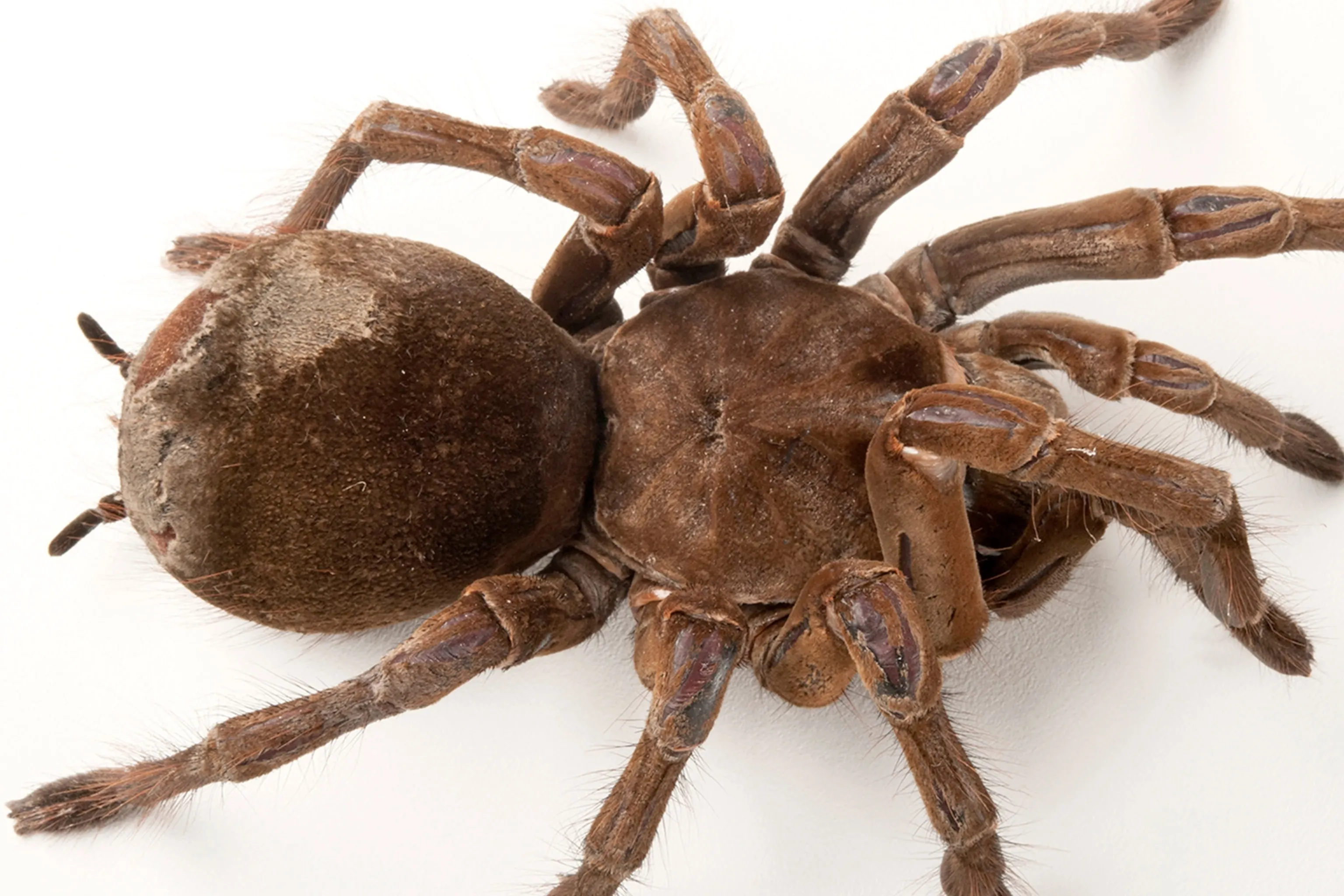 23122 goliath birdeater size