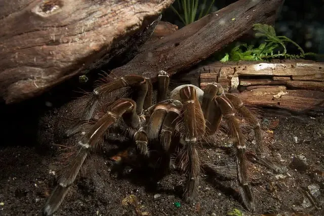 23122 goliath birdeater tarantula eating