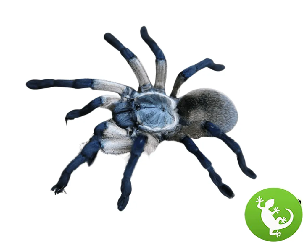 /img/23125-blue-baboon-tarantula-defensive-pose.webp