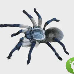 /img/23125-blue-baboon-tarantula-defensive-pose.webp