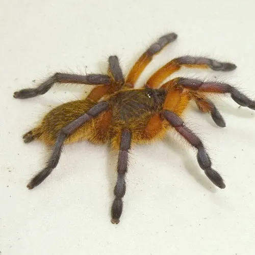 23125 blue baboon tarantula feeding