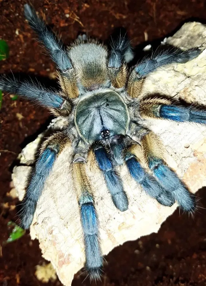 23125 male vs female tarantula size