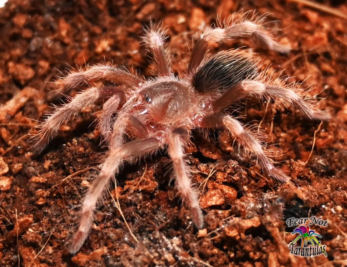 23127 nhandu coloratovillosus tarantula 3