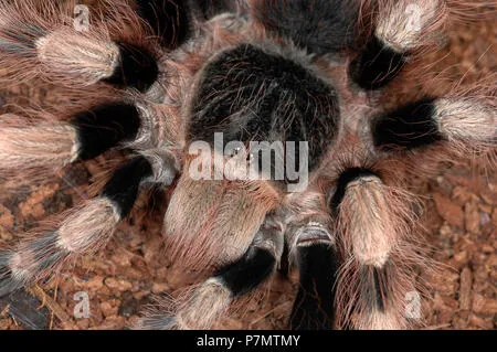 23127 nhandu coloratovillosus tarantula 5