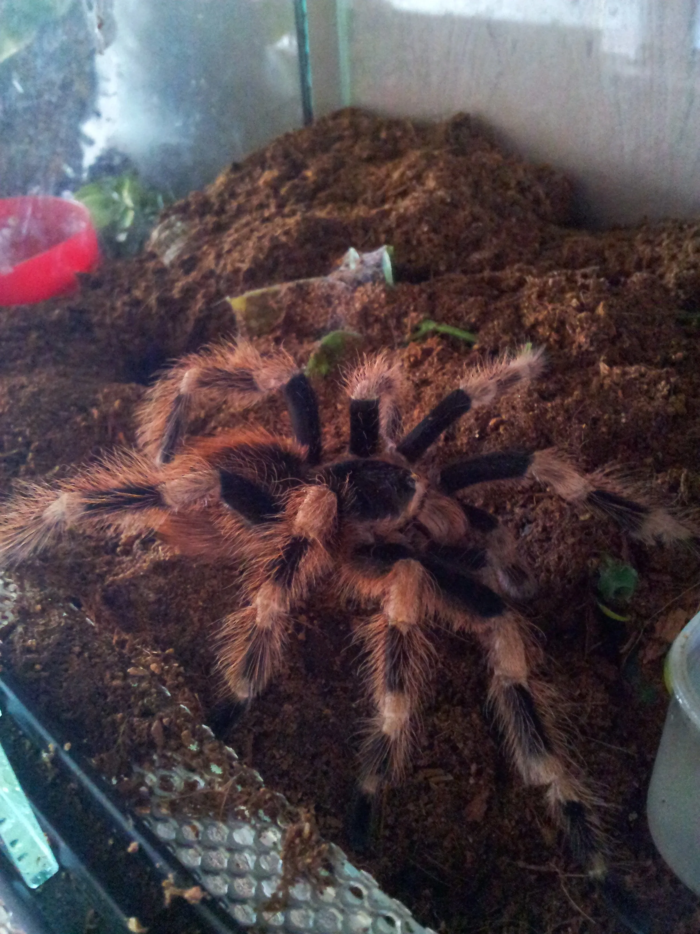 23127 nhandu coloratovillosus tarantula 6