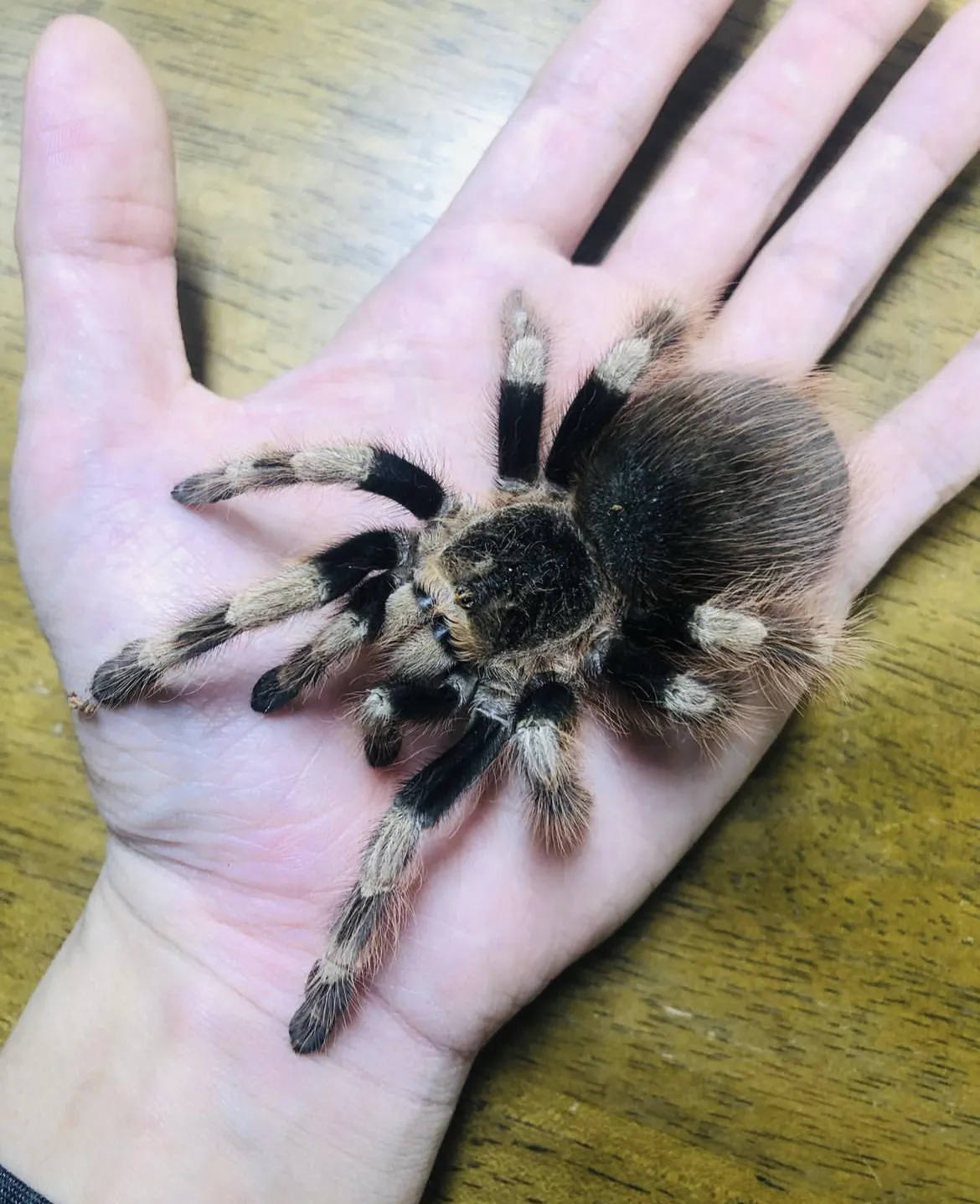 /img/23127-nhandu-coloratovillosus-tarantula-8.webp