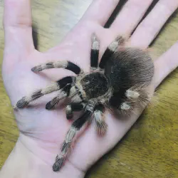 /img/23127-nhandu-coloratovillosus-tarantula-8.webp