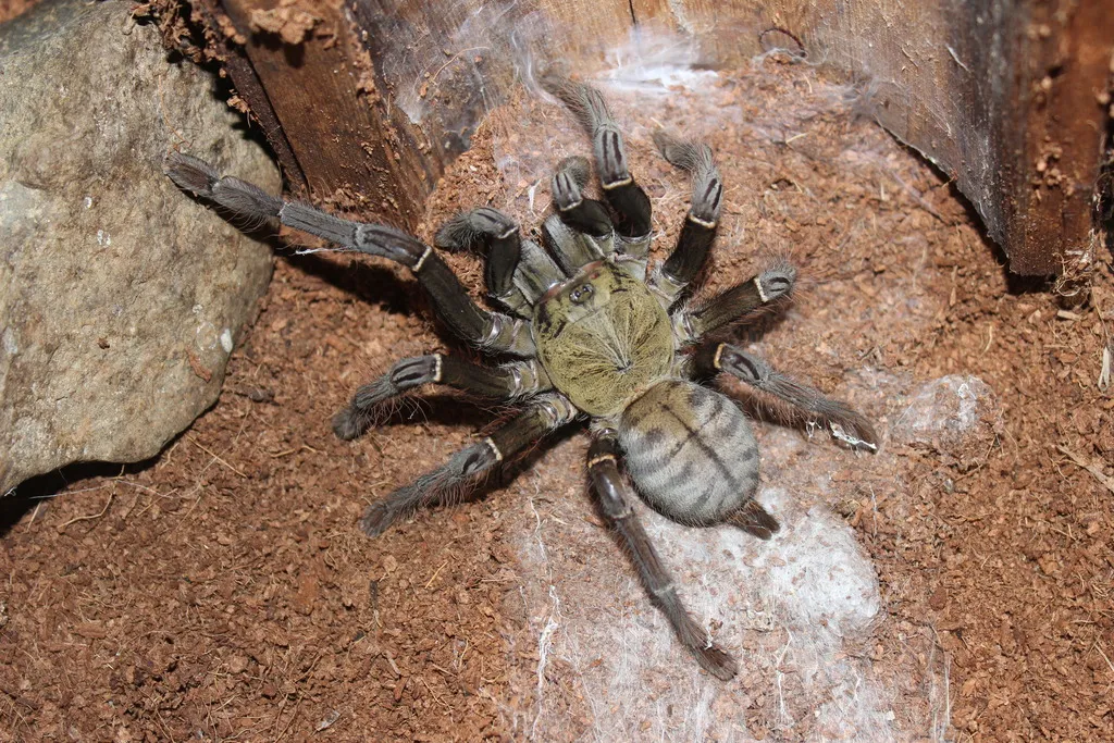 23128 malaysian earth tiger tarantula feeding