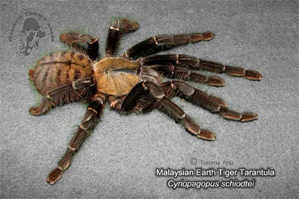 /img/23128-malaysian-earth-tiger-tarantula-health.webp