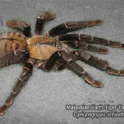 /img/23128-malaysian-earth-tiger-tarantula-health.webp