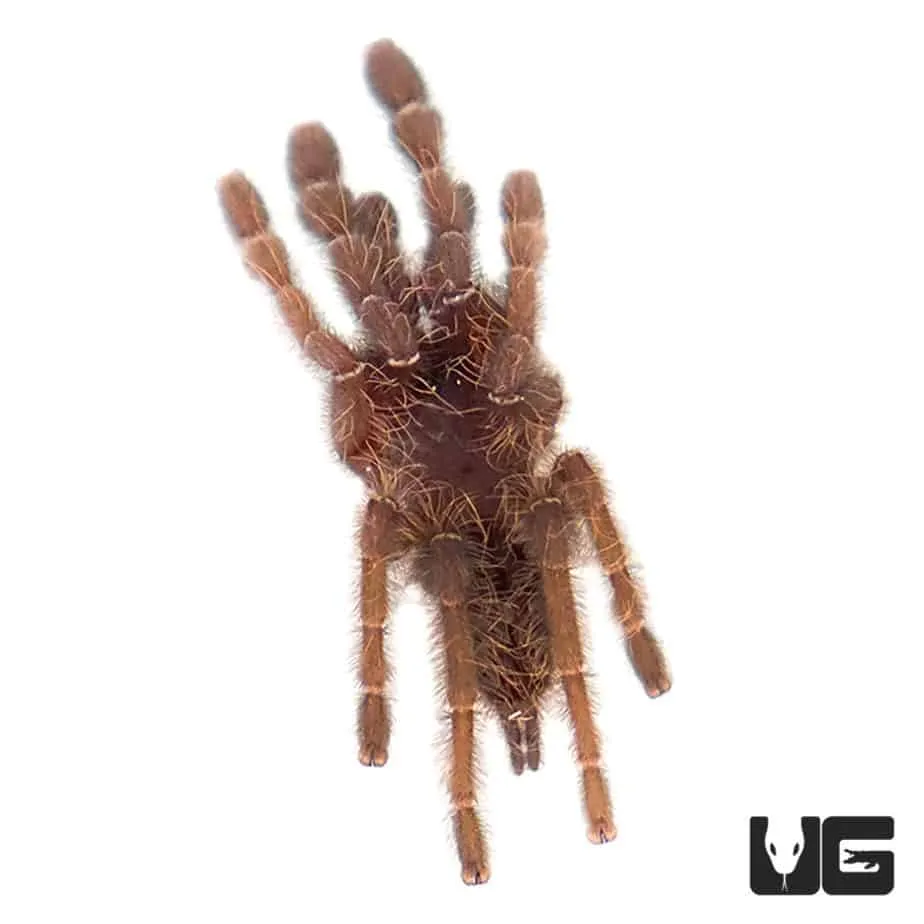 23128 malaysian earth tiger tarantula molting
