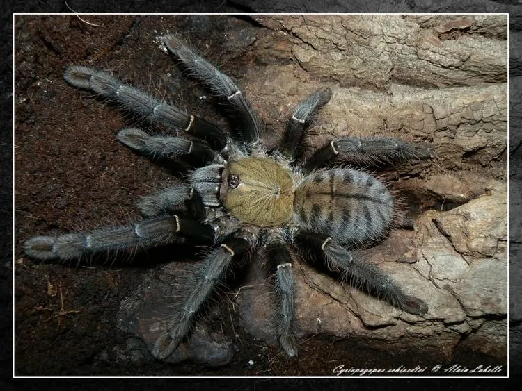 23128 malaysian earth tiger tarantula substrate