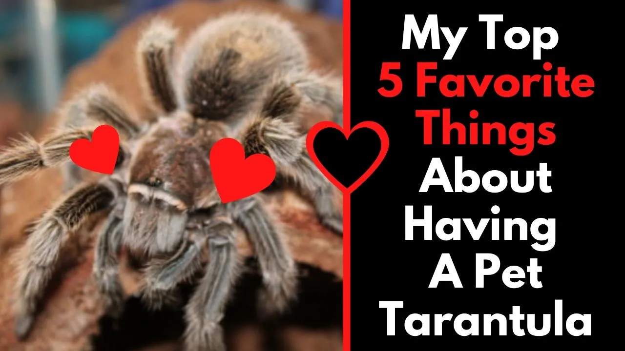 23133 tarantula feeding