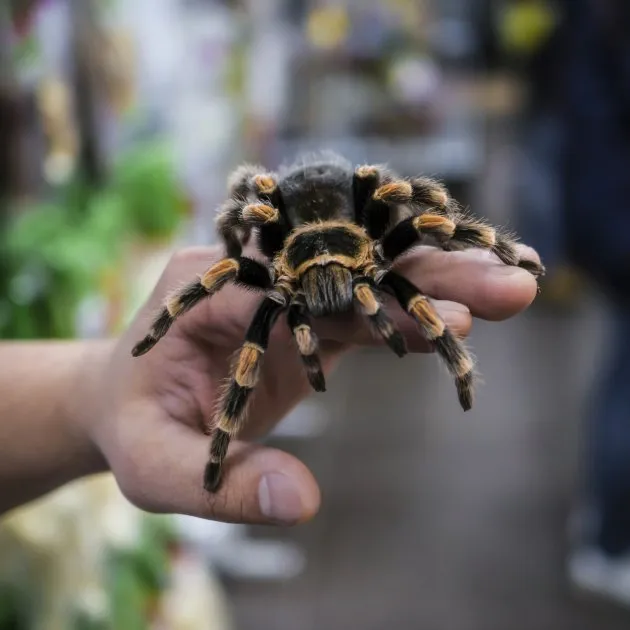 23133 tarantula species