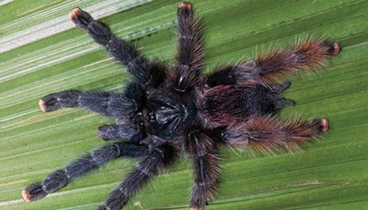 23135 pink toe tarantula image2