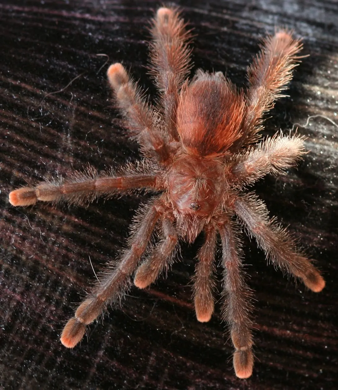 23135 pink toe tarantula image3