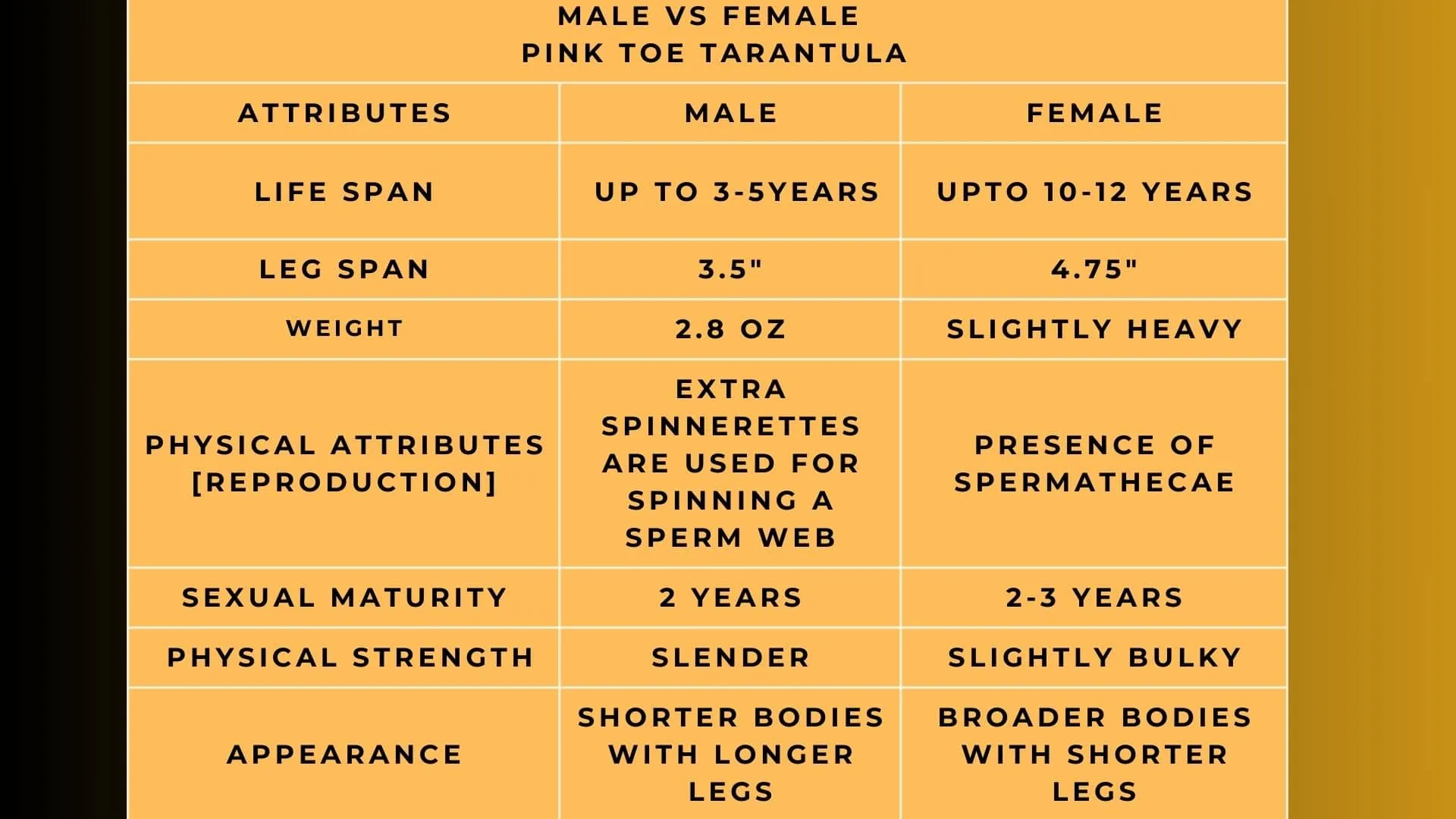 23135 pink toe tarantula image4