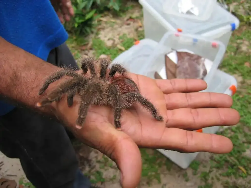 23135 pink toe tarantula image6