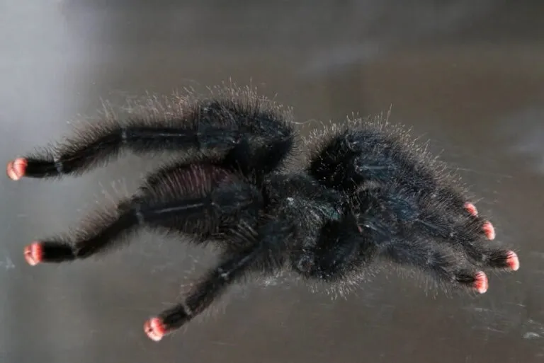 /img/23135-pink-toe-tarantula-image8.webp