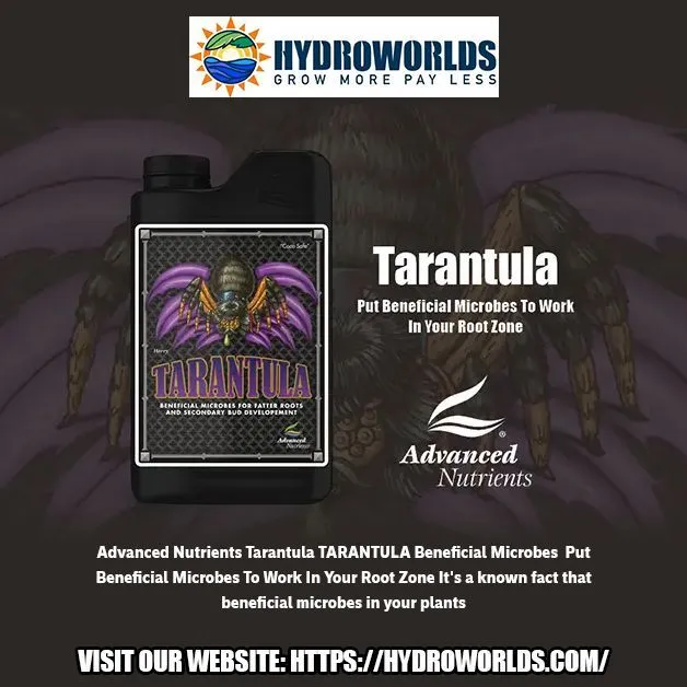 23136 storing tarantula powder