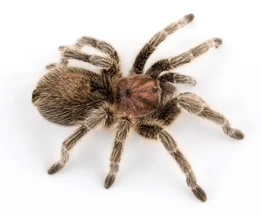 23137 chilean rosehair tarantula buying