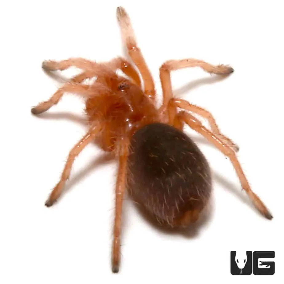 /img/23137-chilean-rosehair-tarantula-molting.webp
