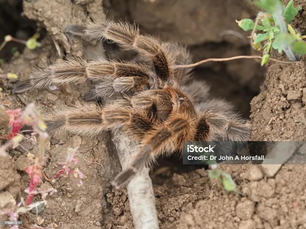 23137 chilean rosehair tarantula water