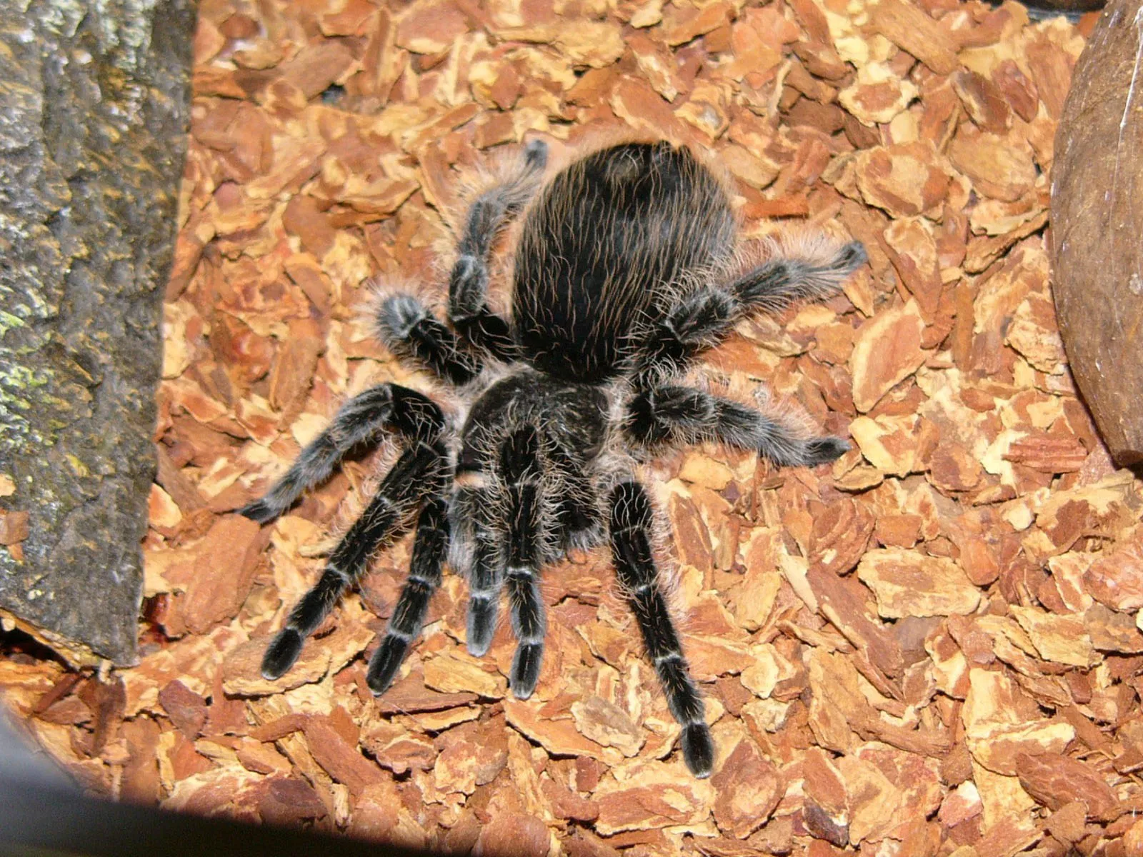 23139 curly hair tarantula molt