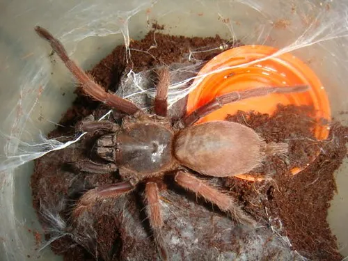 23145 mindanao tarantula